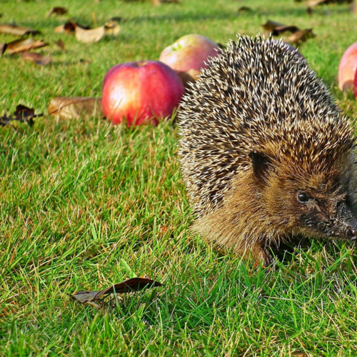 La Charte des Jardins